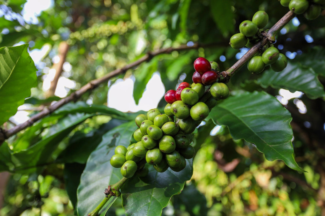 What makes Asia-Pacific coffee special - coffee fruit