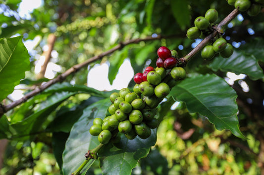What makes Asia-Pacific coffee special - coffee fruit